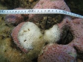Coral disease reef in Pari Island