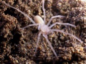Cave spider from Indonesia